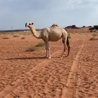بكرة شقحا رمانيه كفو بداوه طيبة