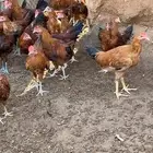 دجا ج ديكه فرنسي