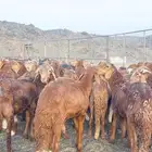 سواكن مرابي اكثر من 5 اشهر جذعان و ثنيان