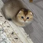 قطط سكوتش فولد