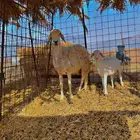حريه والد
