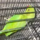 بغبغاء ذرة هندي