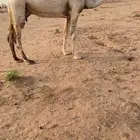 ضريبه وضحاء