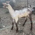 ماعز وتيس صغير