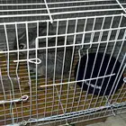 ارنب بلدي العمر 3 شهور لعوب للبيع مع اغراضه واكله كامل