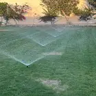 عشب طبيعي