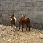 عنقان