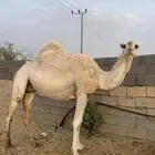 ناقة لقحة منتج