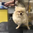 للبيع كلب بوميرانيان (Pomeranian)