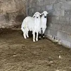 للبيع خرفان بلديات