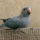 بغبغاء دره هولندي اللون ازرق للبيع