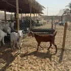 جفرات ثنايا سمان