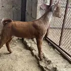 مشروع فحل اوشح ادغس