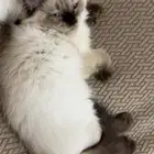 كيتن هملايا