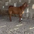 مشروع فحل كلهاري