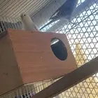 زوجين طيور الحب منتجه للبيع