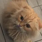 قطوة لي التبني عمرها شهرين