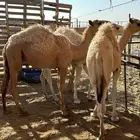 قعدان قصب العدد 3