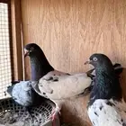 حمام باكستاني