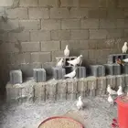 حمام فرنسي