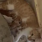 قط وعيالها للتبني