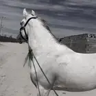 حصان مصري بيور