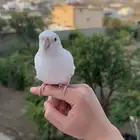 كروان البينو