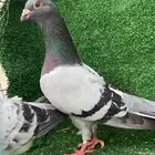 زوجين زاجل