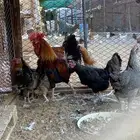 طقم عربي دقة( تم البيع )