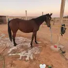 فرس شعبيه حفيدة سبع الصحراء