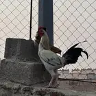 ديك مهجن الب بلدي الام بكساتي