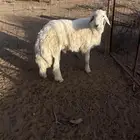 طلي فحل السن ثني
