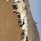 غنم مراح حصيب ودفيع فحص سونار