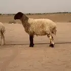 نعيمية رباعية صنف للبيع
