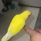 طيور روز