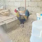 ديك براهما