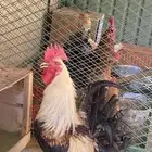 ديكين بلديات