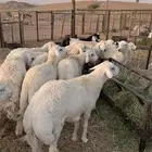 طليان ضحايا