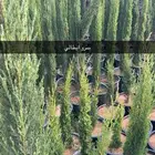 جاكندا سرو ايطالي فل مصري