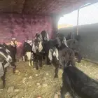 تيوس وجفار