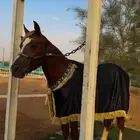 حصان اشقر نادر