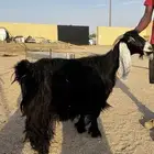 عنز للبيع عارضيه صنف