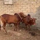 حسلان