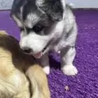 انثى هاسكي Female Husky