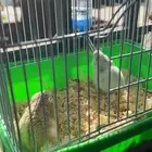 هامستر ونتر وايت