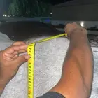 مهر عربي شعبي