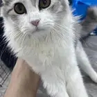 قط شيارزي رهيب للتبني 3 شهور السبب اخوي يتحسس منه