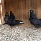 قطايف