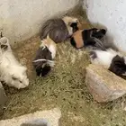 وبران بلدي و أمريكي