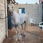 حصان واهو والبيع شعبي